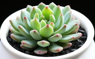 蓝苹果多肉怎么养殖，生长期间每隔10-15天浇一次水