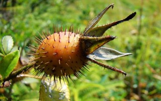 金樱子的叶片长什么样，呈椭圆状卵形或披针状卵形