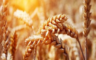 藁优5766小麦种子特征特性，该品种属半冬性中熟品种