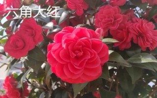 十大名贵山茶花品种介绍，各具特色