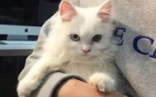 抱猫的正确方式,手必须随时随地都要托住猫的身体