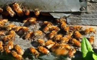 失王的中蜂群怎样处理，可介入新王并急造王台