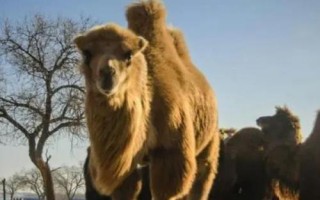 骆驼有几个胃，有3个胃