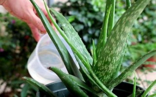 芦荟需要经常浇水吗,浇水频率与季节还有温度有关系