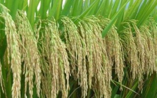 中嘉8号水稻种子特点,全生育期158.7天