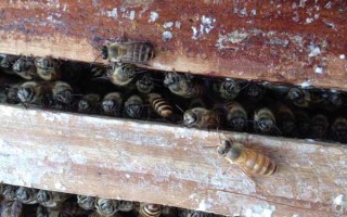 新收的蜜蜂不做巢的原因，可能是没有蜂王或缺少食物等