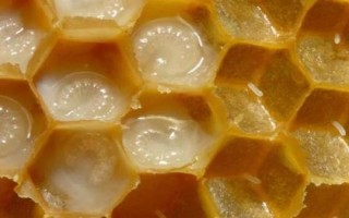 蜂王产卵后过多久会出现工蜂，大概需要20天左右