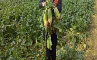 稻田栽秋萝卜的方法，在子叶张开时进行第一次间苗