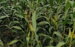 邢玉18玉米种子介绍，播种时施足底肥