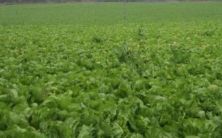 芥菜的田间管理方法，每次培土都需追施肥一次