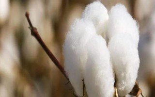 冀优861棉花品种的特性,属高抗枯萎抗黄萎类型