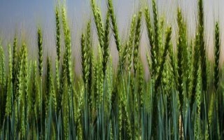 金麦517小麦种子介绍，足墒播种