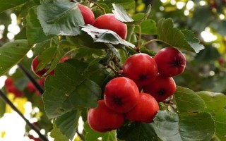 辽宁辽阳市有什么特色水果，有灯塔葡萄、前杜草莓等