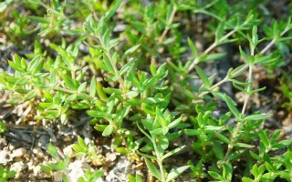 垂盆草的种植方法，栽种后每隔半个月追施一次氮肥