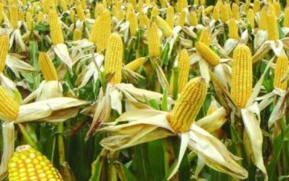 鸿翔骏腾520玉米种子特征特性,辽宁省春播生育期128天