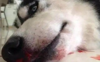 狗狗为什么流鼻涕带血，一般是鼻炎或鼻窦炎、上火、白血病等疾病引起