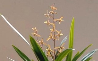 兰花的品种，有蕙兰、春兰、墨兰等