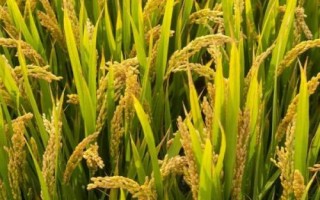 黔优35(试验名称:黔优35)水稻品种的特性,全生育期159.5天