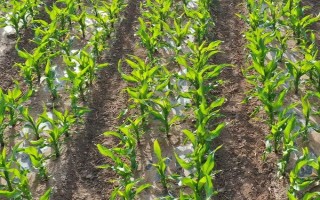 大玉3号玉米种子简介，注意防治弯孢菌叶斑病及黑粉病