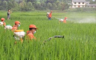水稻叶片发红如何治疗,需根据病害类型喷施对应农药