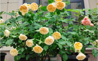 皮实好养的月季花品种，有自由精神、红色龙沙宝石等