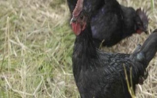 黑凤鸡种的价格,在28-40元左右一斤