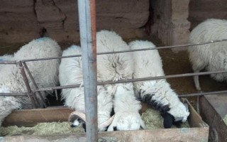 羊饲料的分类，可以分为粗饲料和精饲料