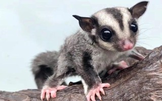 蜜袋鼯吃什么食物，花朵、花蜜、树叶、水果等都吃