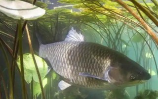 草鱼吃什么，可以吃狗尾草、芦苇、红虫等