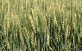 黔麦21号（区试名称：黔0504-1）小麦种子特点，地势较高地区可提早些播种