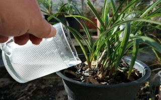 惠兰的养殖方法，按照不干不浇、浇则浇透的原则提供水分