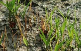 早稻基质育秧的管理注意事项，供水方法一般是选择漫灌