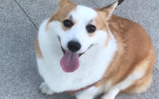 狗狗为什么呼吸困难，常见以下5个原因