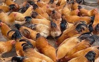 鸡的养殖方法，首先要选择良种鸡