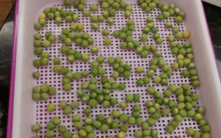 豌豆苗的栽培方法，要种在阳光充足的地方