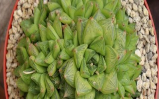 让水晶掌的叶片变得透明光亮的方法，平时要提供充足的水分