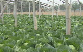 甘蓝属于哪个季节的蔬菜，一般在春季3-4月份收获