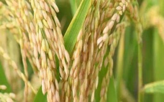 韵两优332水稻品种简介,播种前用强氯精浸种