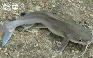 鲢鱼和鲶鱼的区别,鲢鱼是滤食性鱼类、鲶鱼是捕食性鱼类
