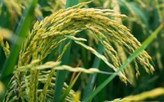 水稻贪青晚熟的预防措施，应注意种植密度和合理施肥等