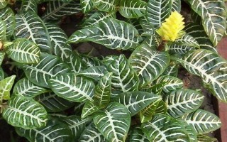 银脉爵床的养殖方法,养护时需将室温控制在18-25℃之间