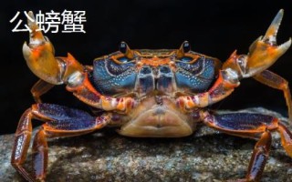 螃蟹如何区分公母，看腹部就能轻松分辨