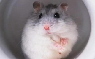 新手适合养哪种仓鼠,新手养成年的仓鼠比较合适