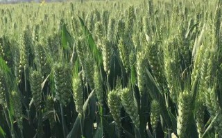 科茂53小麦品种简介，该品种属冬性中熟品种