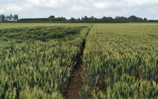 商麦5226小麦种子特点，晚播可适当增加播种量