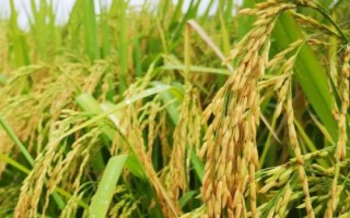 桃两优316水稻种简介,每亩插足基本苗8万以上