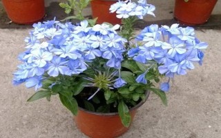 怎么修剪蓝雪花，生长初期可进行摘心和打顶