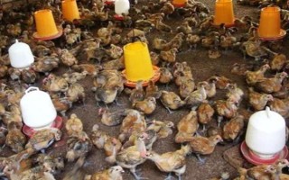 小鸡苗的养殖方法，雏鸡苗一定要注意保温