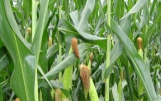 DH919玉米种子特征特性，选择中等肥力以上地块种植