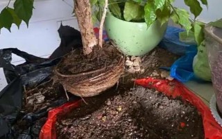 幸福树喜不喜欢酸性土壤，喜欢偏酸性的土壤